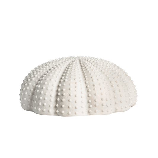 Coral Sea Urchin